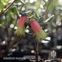 Correa Marian's Marvel -Eco Garden Shop marians marvel tubestock flowering