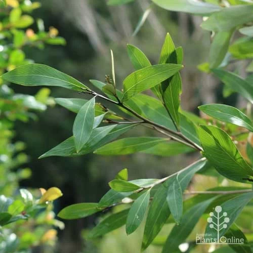 Grevillea Orange Marmalade 9 Grevillea Orange Marmalade - Image 9