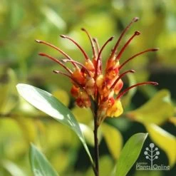 Grevillea Orange Marmalade 24 Grevillea Orange Marmalade -Eco Garden Shop marmalade grevillea
