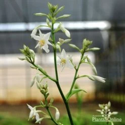 Matapouri Bay - Arthropodium -Eco Garden Shop matapouri flower 1