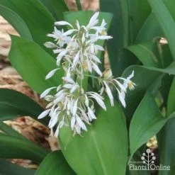 Matapouri Bay - Arthropodium -Eco Garden Shop matapouri flowers in nursery 1