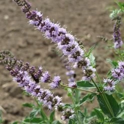 Mint - Seed -Eco Garden Shop mentha spicata flowers