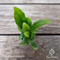 Microsorum Green Flame Fern -Eco Garden Shop microsorum green flame 2