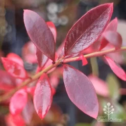 Blueberry Misty -Eco Garden Shop misty blueberry autumn colour