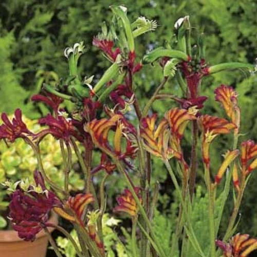 Australian Wildflower Kangaroo Paw - Seed -Eco Garden Shop mixed kangaroo paw