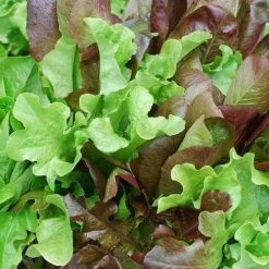 Lettuce Mixed Salad Leaves - Seed -Eco Garden Shop mixed salad leaves 1