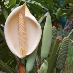 Monstera Deliciosa - Fruit Salad Plant, Swiss Cheese -Eco Garden Shop monstera flowers and fruit 500