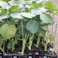 Monstera Deliciosa - Fruit Salad Plant, Swiss Cheese -Eco Garden Shop monstera tubes