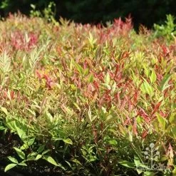 Nandina Moonbay -Eco Garden Shop moonbay mass