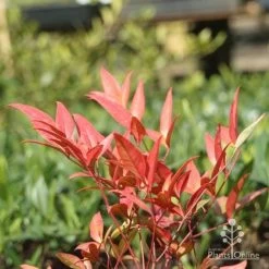 Nandina Moonbay -Eco Garden Shop moonbay winter colour
