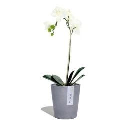 Eco Garden Shop -Eco Garden Shop morinda blue grey 1 500