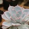 Echeveria Morning Beauty - Succulent