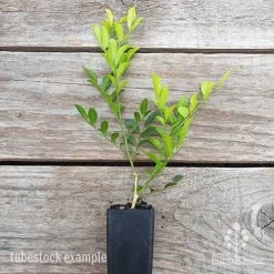 Murraya Sweet Privacy 17 Murraya Sweet Privacy -Eco Garden Shop murraya sweet privacy 1