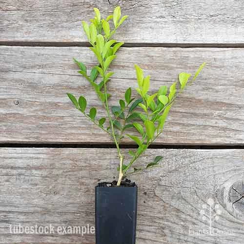 Murraya Sweet Privacy 8 Murraya Sweet Privacy - Image 8