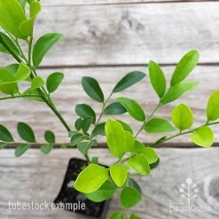 Murraya Sweet Privacy 13 Murraya Sweet Privacy -Eco Garden Shop murraya sweet privacy 2