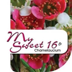 Chamelaucium MY SWEET 16™ - Waxflower -Eco Garden Shop my sweet 16 label