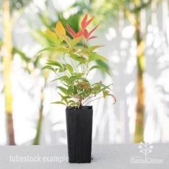 Nandina Moonbay -Eco Garden Shop nandina blush tube 1