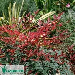Nandina FLIRT