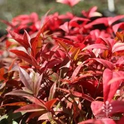 Nandina Obsession -Eco Garden Shop nandina obsession foliage colour