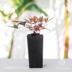 Nandina Obsession -Eco Garden Shop nandina obsession tube