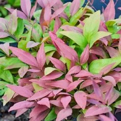 Nandina BLUSH 12 Nandina BLUSH -Eco Garden Shop nandina blush