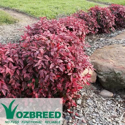 Nandina BLUSH 1 Nandina BLUSH