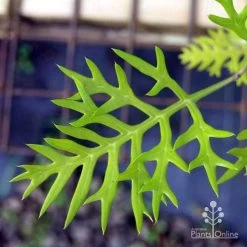 Grevillea Ned Kelly -Eco Garden Shop ned kelly img 8560