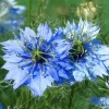Nigella Miss Jekyll - Love In A Mist - Seed