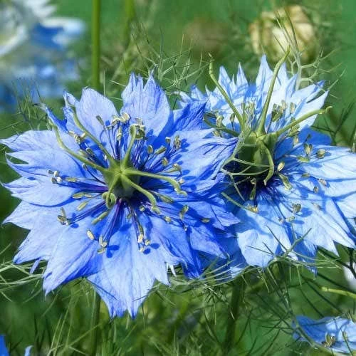 Nigella Miss Jekyll - Love In A Mist - Seed -Eco Garden Shop nigella closeup 500 1 1