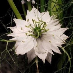 Nigella Miss Jekyll White - Love In A Mist - Seed -Eco Garden Shop nigella white closeup