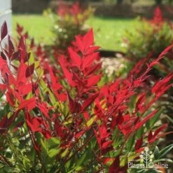 Nandina Obsession -Eco Garden Shop obsession backlit 1