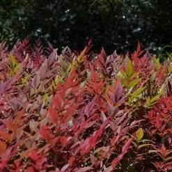 Nandina Obsession