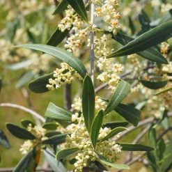 Olive Helena 8 Olive Helena -Eco Garden Shop olive blossom stem 3