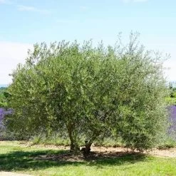 Olive Kalamata -Eco Garden Shop olive tree landscape 500 2
