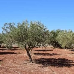 Olive Manzanillo -Eco Garden Shop olive trees field 500 1