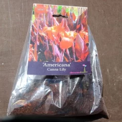 Canna Americana - 1 Bulb -Eco Garden Shop pack canna americana