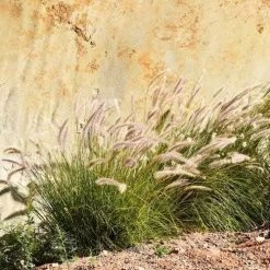 Pennisetum Alopecuroides - Swamp Fountain Grass -Eco Garden Shop pennisetum swamp grass rock