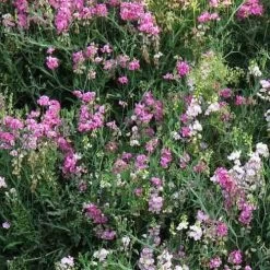 Sweet Pea Everlasting Mix - Seed -Eco Garden Shop perennial sweet peas