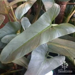 Philodendron Silver Sword 8 Philodendron Silver Sword -Eco Garden Shop philo silver sword mature leaf