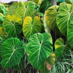 Philodendron Gloriosum - Velvet Philodendron -Eco Garden Shop philodendron gloriosum plants bright
