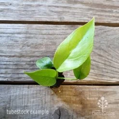 Philodendron Minima - Mini Monstera -Eco Garden Shop philodendron minima 1 edited
