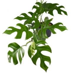 Philodendron Minima - Mini Monstera -Eco Garden Shop philodendron minima