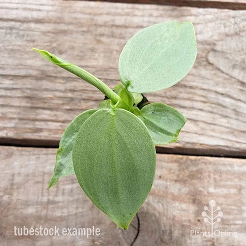 Philodendron Silver Sword 2 Philodendron Silver Sword - Image 2