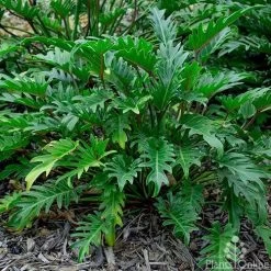 Philodendron Xanadu -Eco Garden Shop philodendron xanadu 500