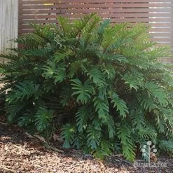 Philodendron Xanadu -Eco Garden Shop philodendron xanadu home