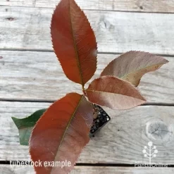 Photinia Black Jack -Eco Garden Shop photinia black jack 1