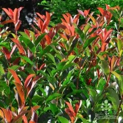 Photinia Red Robin -Eco Garden Shop photinia fraseri red robin 4