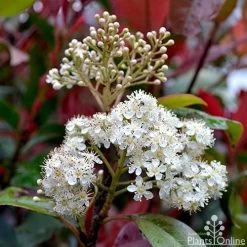 Photinia Red Robin -Eco Garden Shop photinia fraseri red robin flower