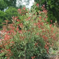 Photinia Pink Marble 19 Photinia Pink Marble -Eco Garden Shop photinia pink marble hedge nursery