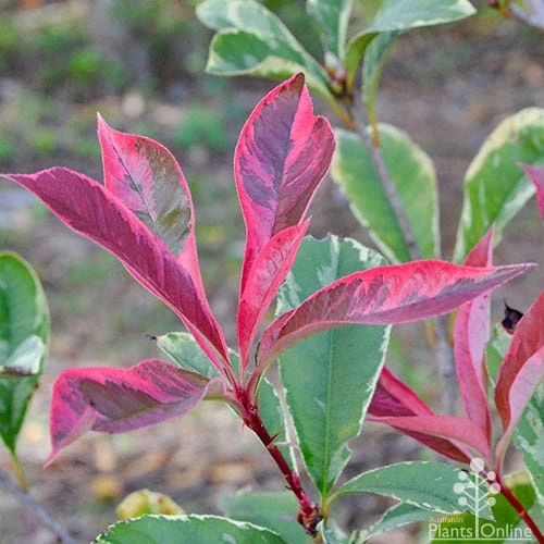 Photinia Pink Marble 1 Photinia Pink Marble